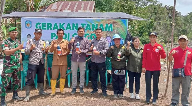 Pemkab Mura Laksanakan Gerakan Tanam Padi Gogo di Desa Hingan Tokung