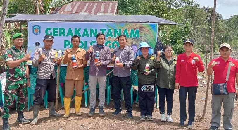 Pemkab Mura Laksanakan Gerakan Tanam Padi Gogo di Desa Hingan Tokung