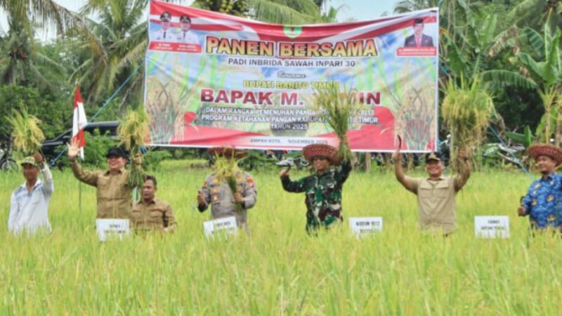 Bupati M Yamin Panen Padi Inbrida Sawah di Kelurahan Ampah Kota