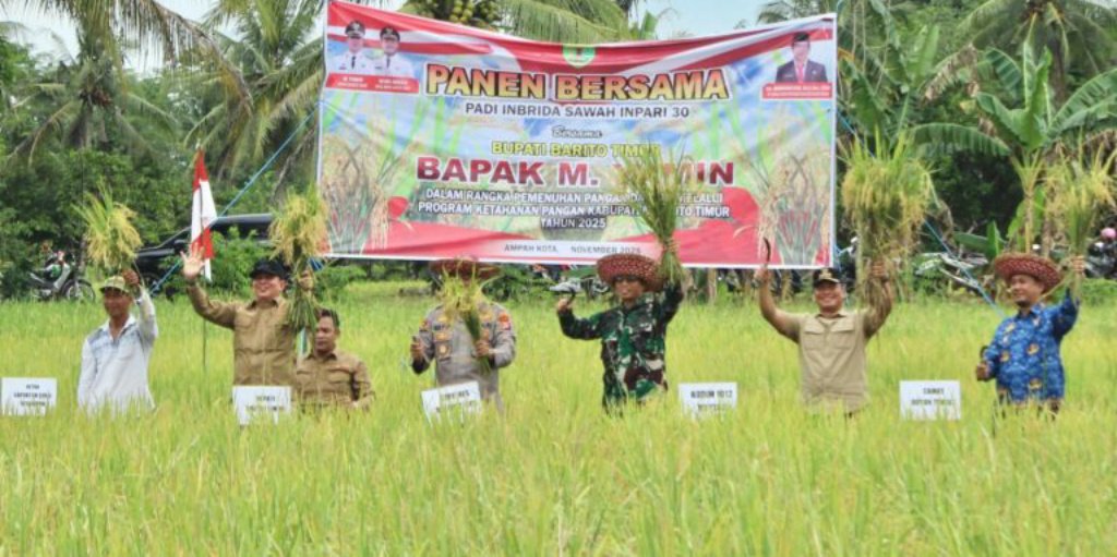 Bupati M Yamin Panen Padi Inbrida Sawah di Kelurahan Ampah Kota