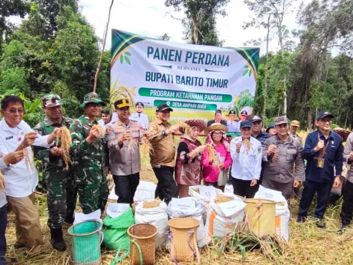 Pemkab Bartim Panen Padi Perdana di Desa Ampari Bura