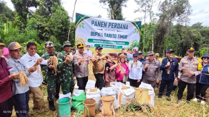Pemkab Bartim Panen Padi Perdana di Desa Ampari Bura