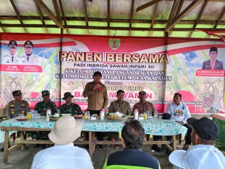 Bupati Muhammad Yamin Panen Padi Bersama Warga Kalamus